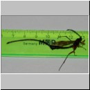 Dolichomitus messor - Schlupfwespe w01o 32mm - OS-Hasbergen Holzlagerplatz auf Eiche det06.jpg